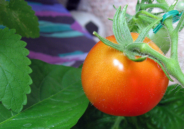 Pomidorai – vaistas nuo vėžio