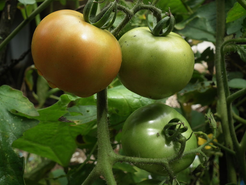 pomidorų daigų auginimas