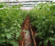 Kaip auginti daržoves šiltnamyje?