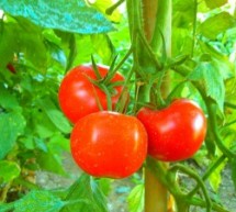 Pomidorų ligos