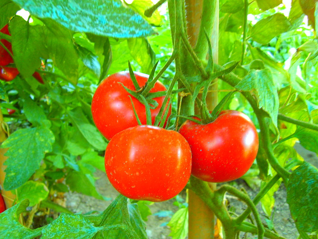 Pomidorų ligos