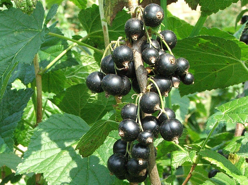 Serbentų auginimas