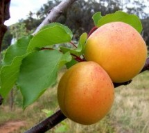 Abrikosų ir persikų auginimas