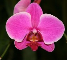 Orchidėjų priežiūra