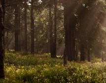 Miškas – ilgalaikė investicija