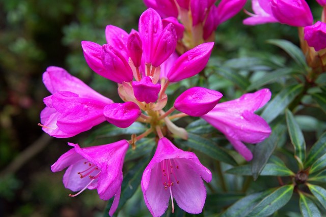 Populiariausia rododendrų spalva