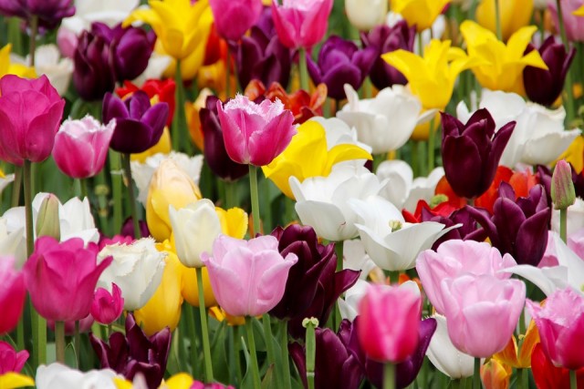 Tulpių spalvų įvairovė - itin didelė