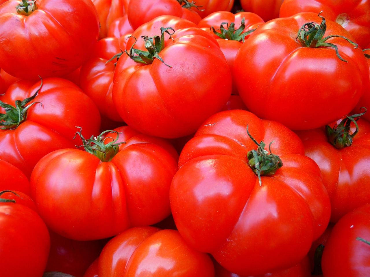 Pomidorų auginimas
