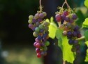Kaip auginti vynuoges savo sode?