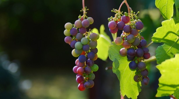 Kaip auginti vynuoges savo sode?